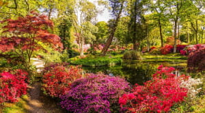 gardens, new forest, trees, plants